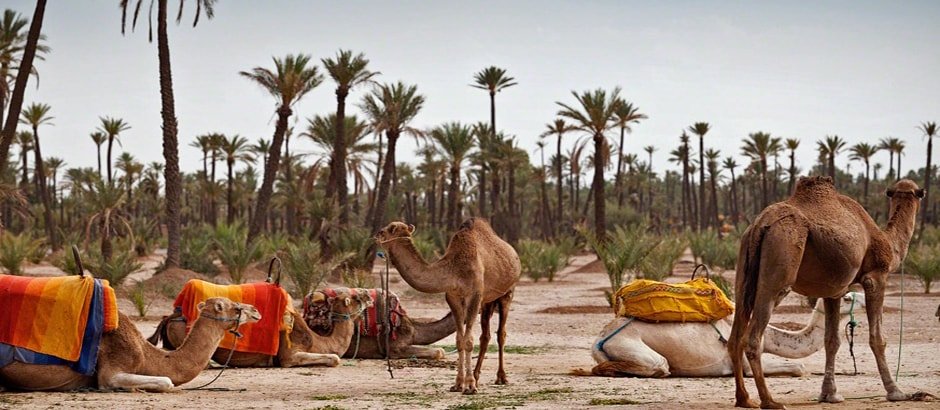 Marrakech Camel Rides